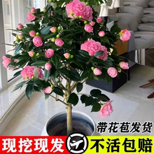 軨ɽ軨ļ_܎ɫ൤̨҃Gֲ