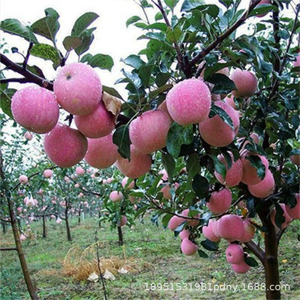 Прививка рано созревает большое Яблоко Фудзи хрустящий сладкий саженец Яблока в горшке посадки