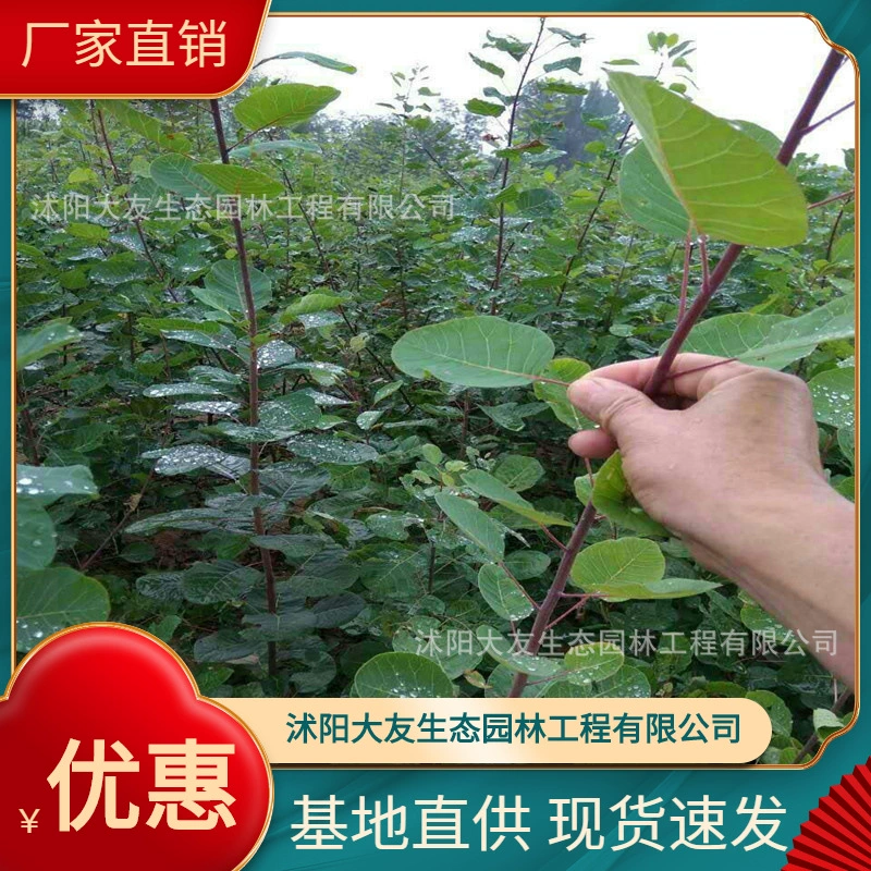 Базовые оптовые поставки саженцев Cotinus coggygria Живописный пейзаж дорога сад инженерия Зеленые саженцы