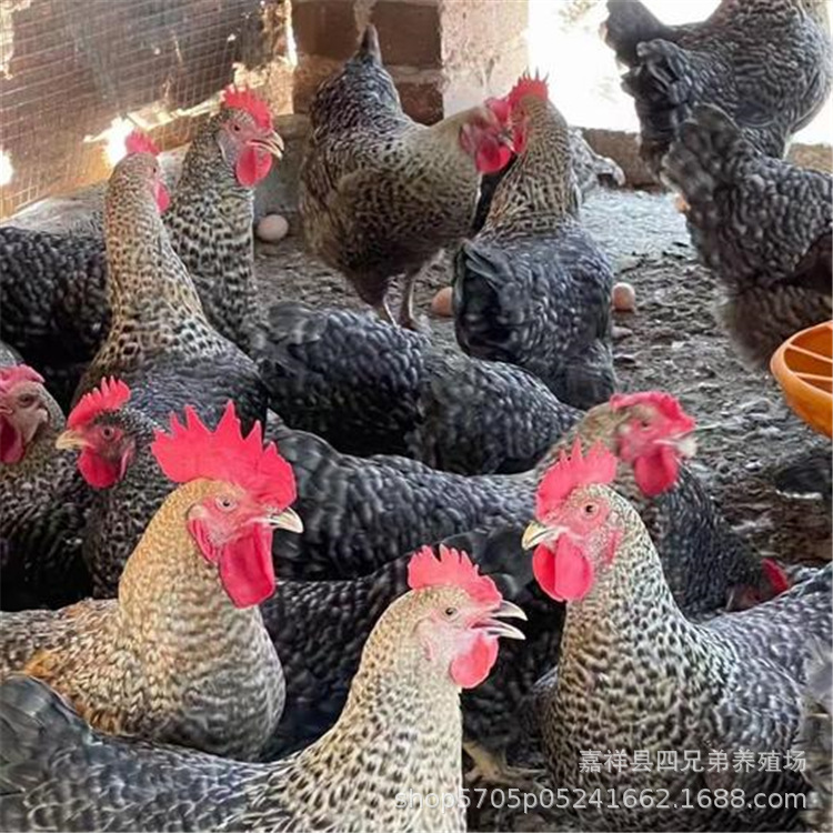 一斤纯种芦花鸡活体活鸡脱温鸡半大鸡土鸡芦花鸡活物产绿皮鸡蛋