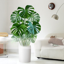龟背竹客厅特大号盆栽大叶老桩植物室内大型好养易活落地四季绿植