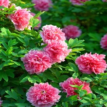 ĵԻͥԺֲ̨҃ļBذľ