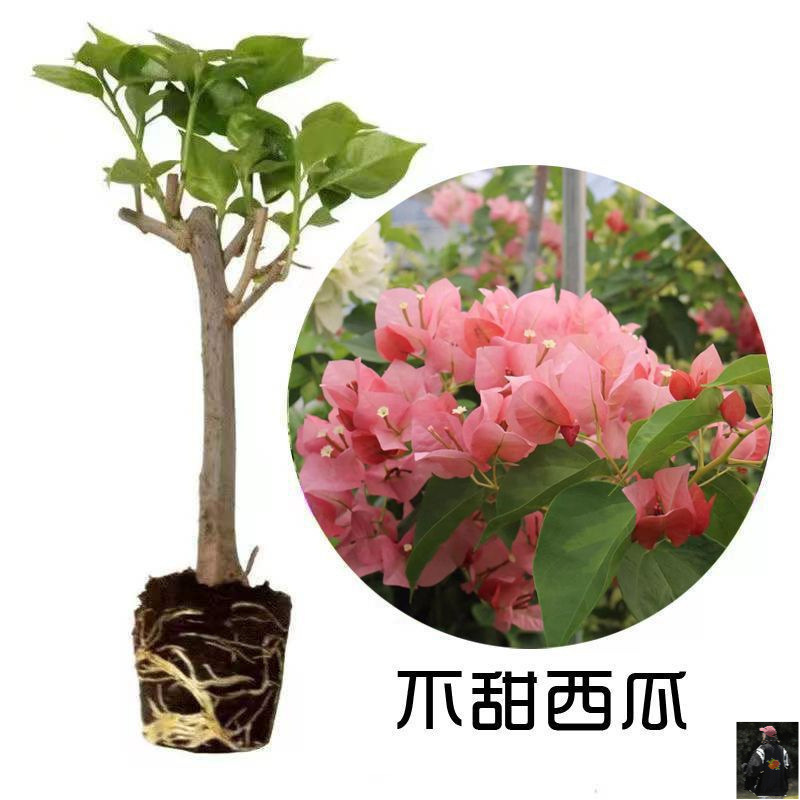 三角梅新品种勤花重瓣梅盆栽带花耐寒爬藤老桩树苗四季开花绿樱