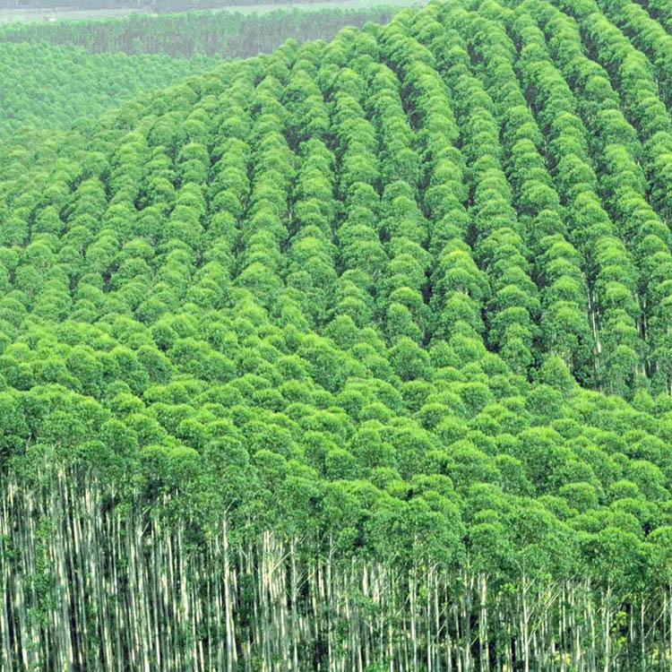 ��Ҷ�㾫������㾫���ȼ������������㾫��ҩζ�㾫