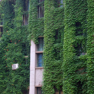 �������l��ɽ�����������~���\����ꖽ���������Ԯ�G���ٱ�ֲ��