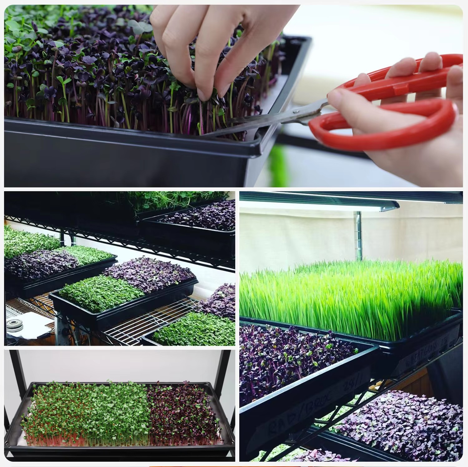 Hidroponía gran bandeja de cultivo de plántulas, bandeja de cultivo de plántulas, bandeja de nutrición sin suelo, bandeja negra de 200 agujeros