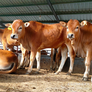 ��ţ���Bֳ�� �N�����Sţ�� ɽ��ʡ��ţ�كr�� �����Sţ��ţ��