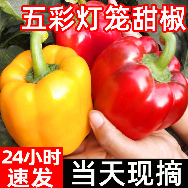 新鲜水果彩椒生吃七彩辣椒灯笼甜椒寿光蔬菜青小米圆辣椒蔬菜包邮