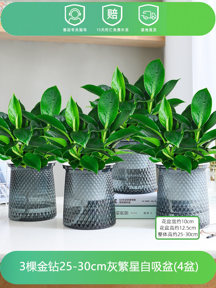 [4개 특별 제공] 25-30CM 골드 다이아몬드 3개 + 별 세면대 + 영양 용액