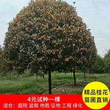 �𻨘������𵤹��ļ����¹���ɰͥԺ���Թ��̾G�����ع𻨘�