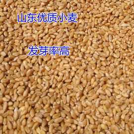 [山东]小麦带皮小麦种子农家优质麦子五谷杂粮发芽猫草麦芽糖食用