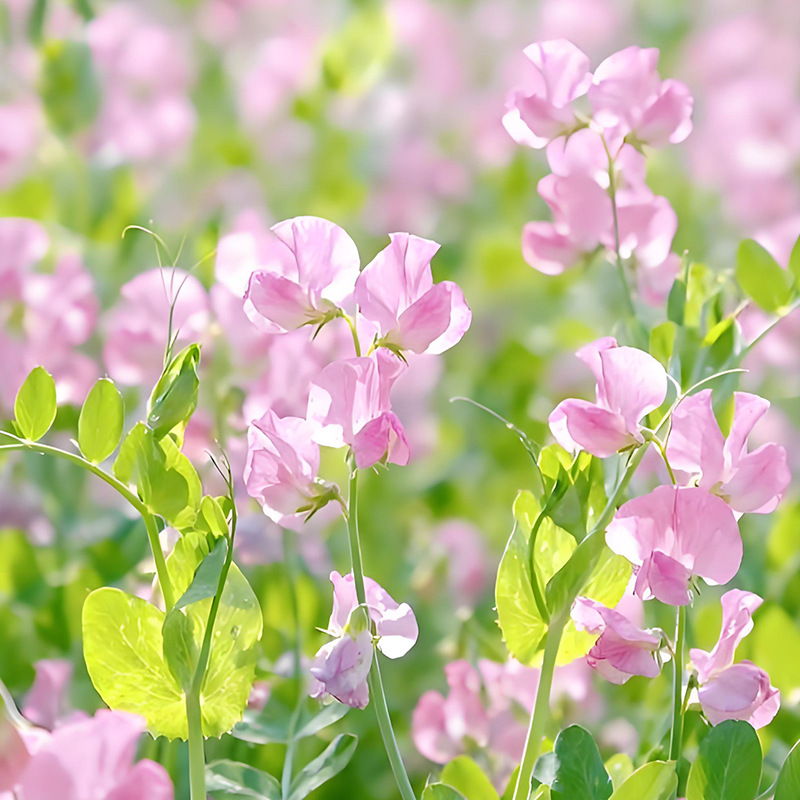 Sweet peas/about 20 pcs