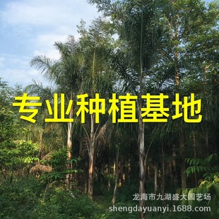 Fujian Queen Kwai Price Queen Kwai Supply Yunnan Jinshan Kwai Quote Jinshan Kwai Base Wholesale