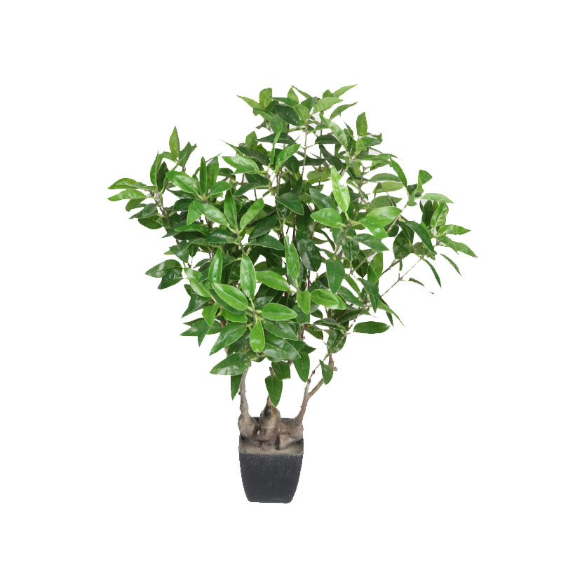 XRS-055 7#盆栽橄榄312叶0 (4).jpg