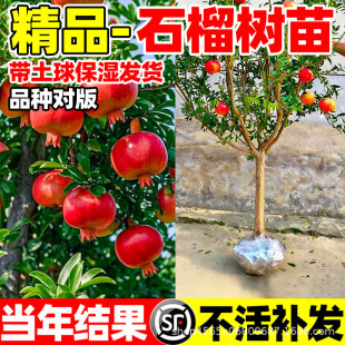 ʯ������ش��ͻ��˹ܛ�Ѱ���ʯ����������Ϸ������NֲͥԺ����