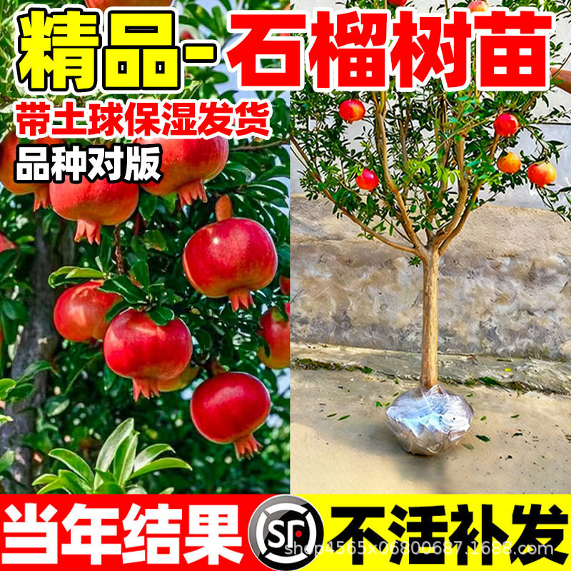 Pomegranate Saplings, Extra Large Fruit, Tunisian Soft Seed Dwarf Pomegranate Saplings, Potted Southern and Northern Planting Courtyard Fruit Trees Pomegranate Saplings, Extra Large Fruit, Tunisian Soft Seed Dwarf Pomegranate Saplings, Potted Southern and Northern Planting Courtyard Fruit Trees