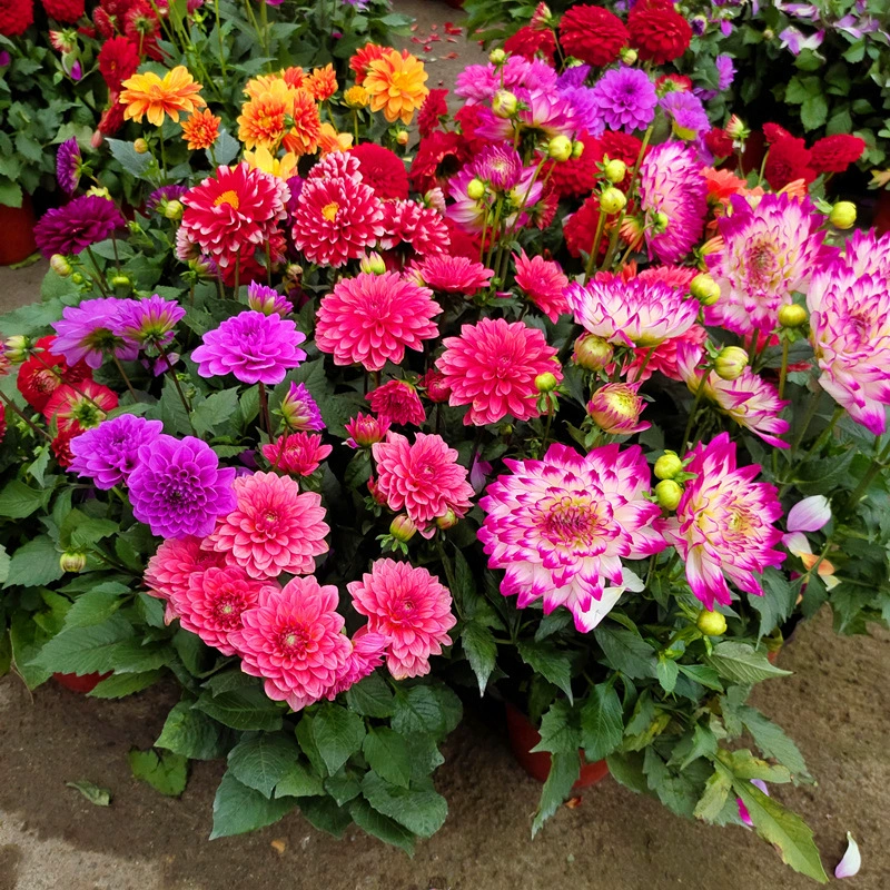 Маленькое цветочное растение в горшке морозостойкий период цветения длинный Георгин двор балкон Горшечное Растение многолетнее растение с цветами доставка бесплатная доставка