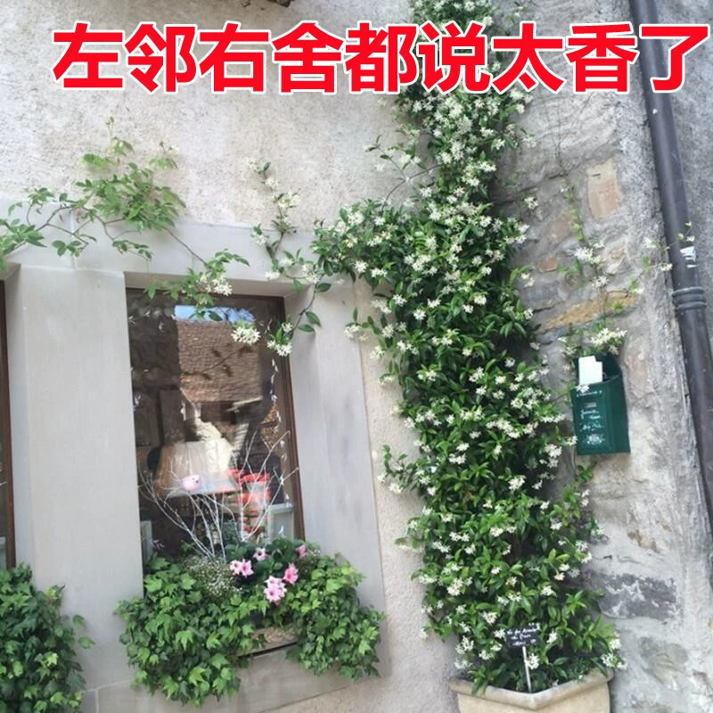 Ветряная мельница Жасмин Горшечные растения Хорошо подходит для выращивания лозы Луоши Цветки лозы Термостойкие холодные балконные растения лианы в горшках Цветение в течение четырех сезонов
