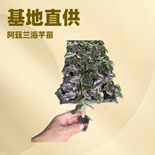 基地直供新奇网红热植阿兹兰海芋组培苗室内观叶绿植盆栽四季常绿