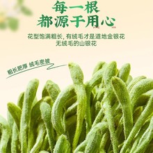 正品金银花四川成都荷花池直邮带绒毛干货大量现货厂家批发泡茶水