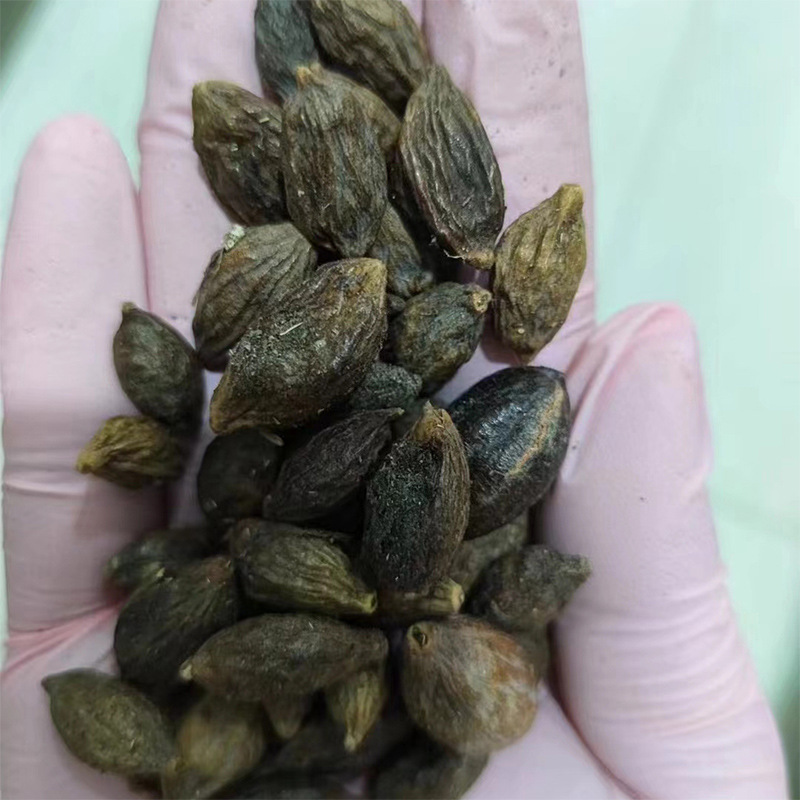 新采小叶榄仁种子 细叶榄仁种子 非洲榄仁种籽林木行道树种子