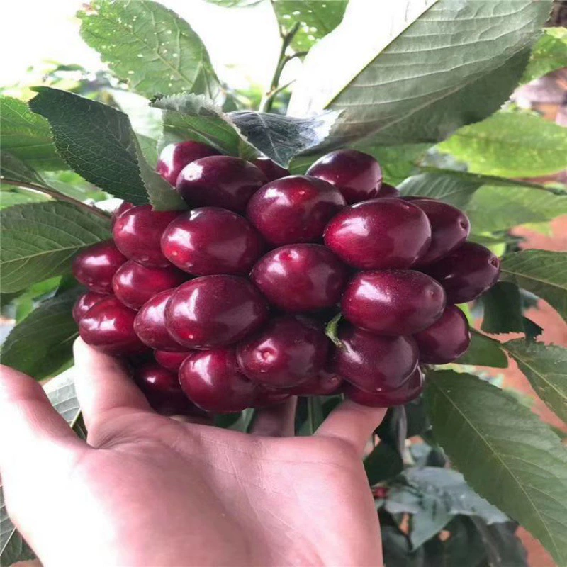 Большая саженец вишневого дерева Посадка новых сортов на юге и севере Китая