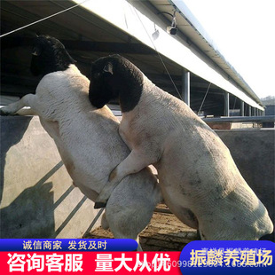 ���^�Ų��d������һֻ ���^�Ų��d�� ����ĸ��