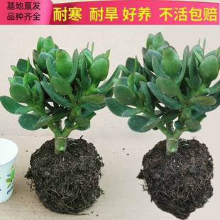 Yushu Potted Old Stump Large-Leaf Red-Edged Yushu Saplings, High-Quality Succulent Plants, Large and Easy-To-Grow Indoor Florals and Green Plants