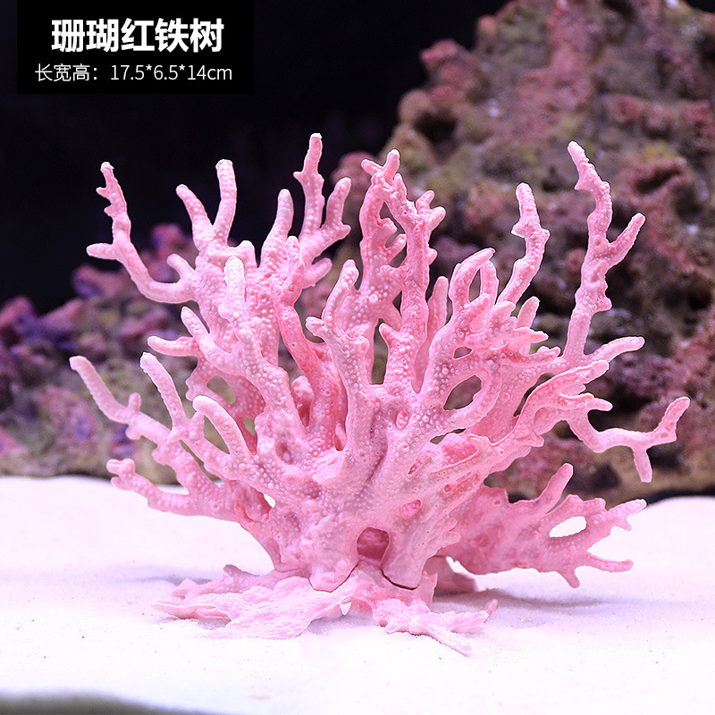 珊瑚铁树粉