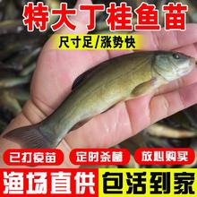 �����~�絭ˮ�Bֳʳ�ö����~�t���W�޴󶡹���~�q���F��ˮ�^�p�~