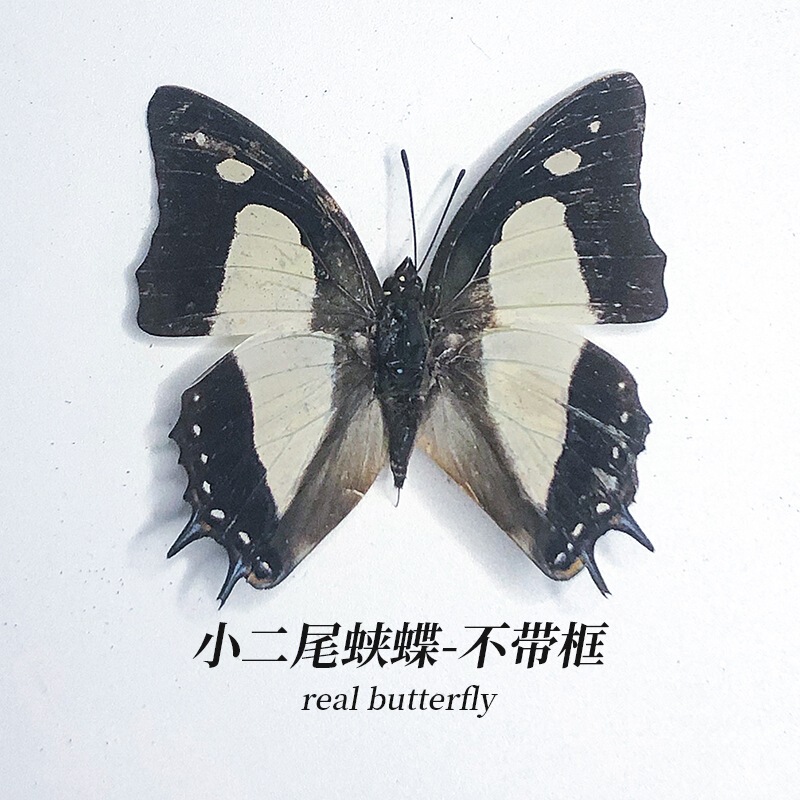 蝴蝶标本摆件真蝴蝶昆虫标本展翅学生创意生日礼品科教教具玩具|undefined