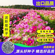 花卉波斯菊种子百日草硫华菊野花组合格桑花金鸡菊兰草花种子