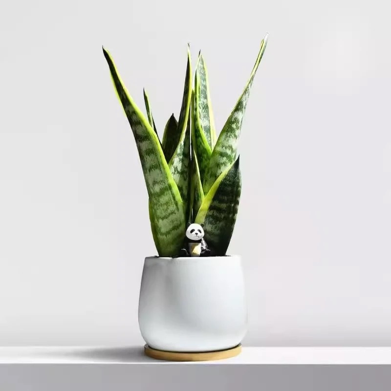Árbol de la fortuna Planta de interior en maceta Sala de estar Planta verde resistente a la sombra Oficina Flores de escritorio Evergreen Evergreen Evergreen Evergreen Evergreen