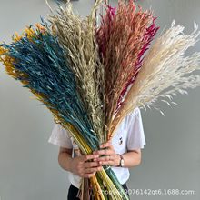 ���� �S�����l����ɻ����������b��JȔ�羳С����������