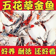 ˮī�m���\�a�^�p�~��ɫ�ݽ��\����ˮ���B�׻��Lβ���P�ͻ��wС�~