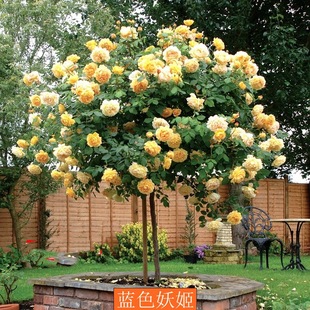 Multicolored Grafted Rose Saplings with Large Fragrant Flowers for Courtyard Potted or Ground Planting Indoor Rose Tree-Shaped Grafted Rose Seedlings
