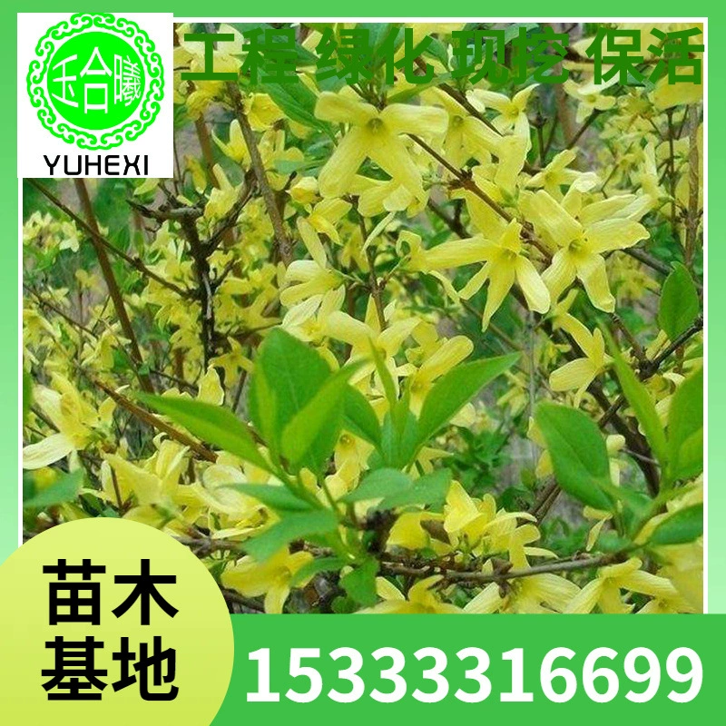 Саженцы жимолости, декоративные растения для сада с золотыми полосками, оптовая база для ландшафтных проектов с полными характеристиками.