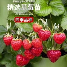 ���Ͳ�ݮ�����ԷN���ӎ��莧���t��ļ��Y����ʳ���̨�Nֲ������