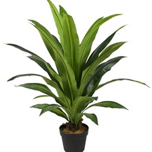 һ�����l90cm����ľ ���F��G�F����ֲ���҃ȼҾ��b��辰�پGֲ