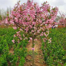 ���Ę��纣�Ļ� ���z���� ������������ͥԺ�_��ֲ�ﱱ�����Ę���