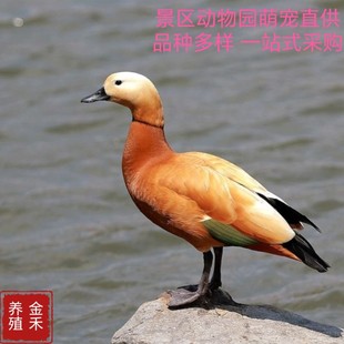 �W�t���������l ���^���@�^�p������С�w�͸��N�^�p�� �Ȍ����w