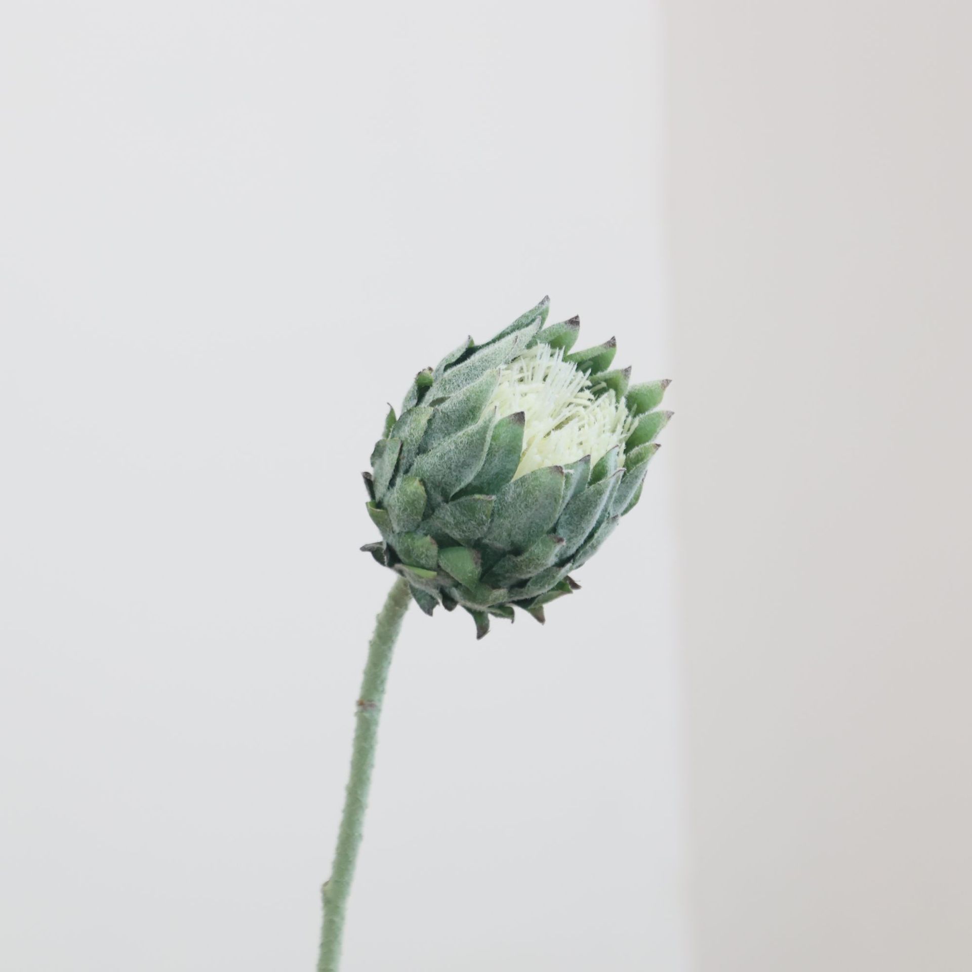 北欧单支帝王花仿真花家居婚庆酒店橱窗装饰花植绒北欧蓟假花跨境详情18