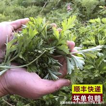 艾草叶新鲜食用蔬菜现摘清明草粑粑青团3斤艾叶新鲜艾草叶