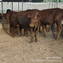 Сţ�ٸ���С��ţ��ľٝСţ �����Sţ �Bţ�� ���N���T����ţţ