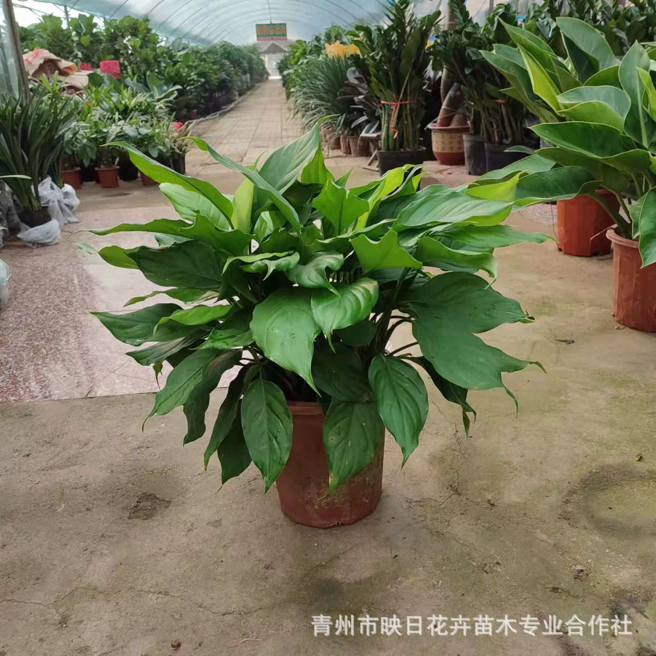 Вечнозеленая Базовая партия завода в горшке Внутренние офисные мероприятия Очищение зеленого завода Поглощение воздуха Формальдегид Вечнозеленый