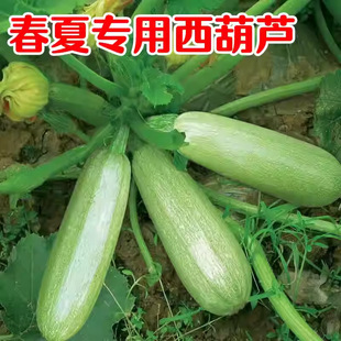 �����J�N������߮a�͟Ό�����JС�ϾGƤ�����ǹϴ����߲˷N��