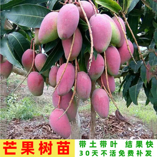 �V��â�������͹����F���ļ�â�����޽ӎ��������̨�Ϸ��Nֲ