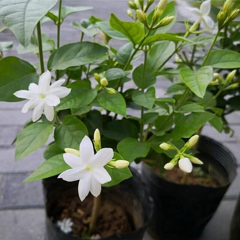 Оптовая белое перо с одним лепестком цветок жасмина Крытый двор Цветущий ароматный четырехсезонный циркуляция с одним стеблем леденец тип дерева