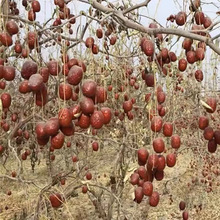 �N�ƶ����½������t��δ��ϴ��Ǽ�җ� �����ϵ��ɗ�δԭ����