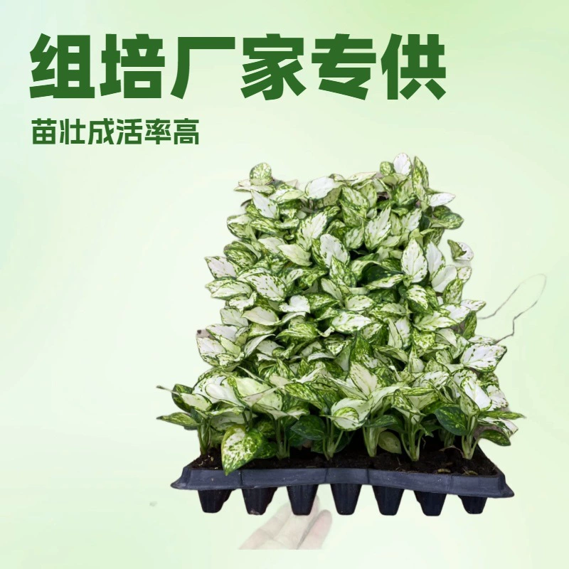 Производители поставляют комнатные растения, такие как белый руйи, белый слон и трава с крупными ребрами, для использования дома и в офисе, а также оптовые рассады, выращенные методом тканевого культивирования.